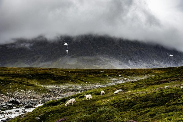 Welche Ausrüstung benötige ich für das Gassigehen?